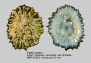 Patella aspera